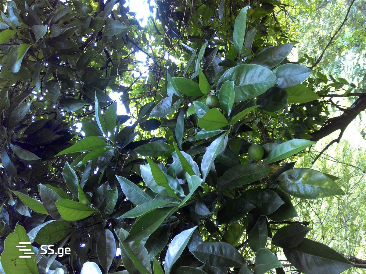 Land For Sale. Ureki view 11