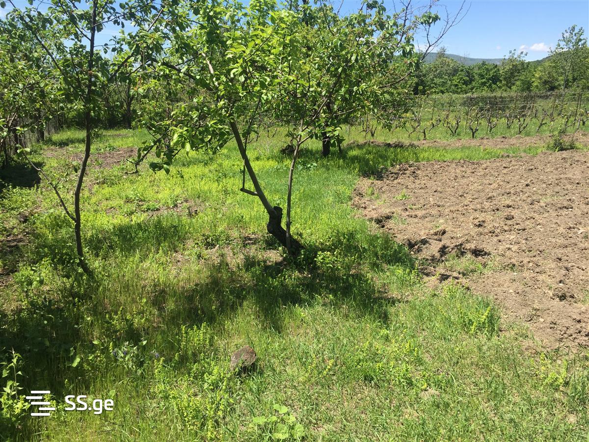 For Sale Sasoplo-Sameurneo Land Plot Mtskhetashi view 11