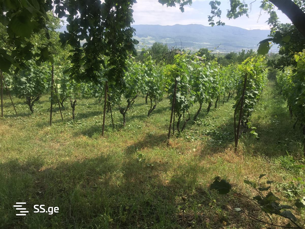 For Sale Sasoplo-Sameurneo Land Plot Mtskhetashi view 9