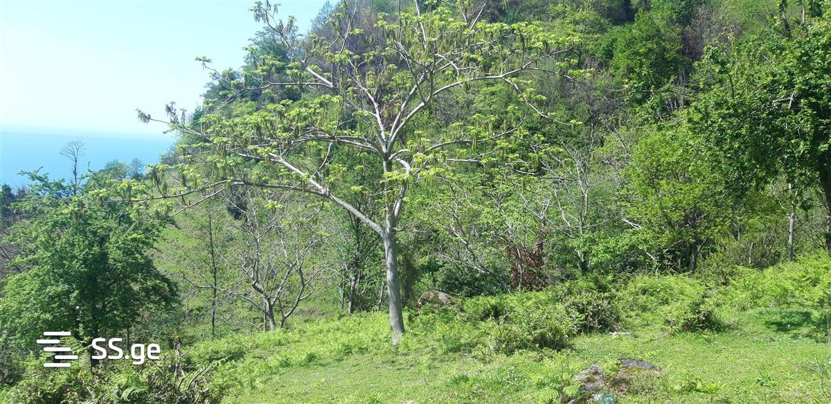Land For Sale. Gonio view 5