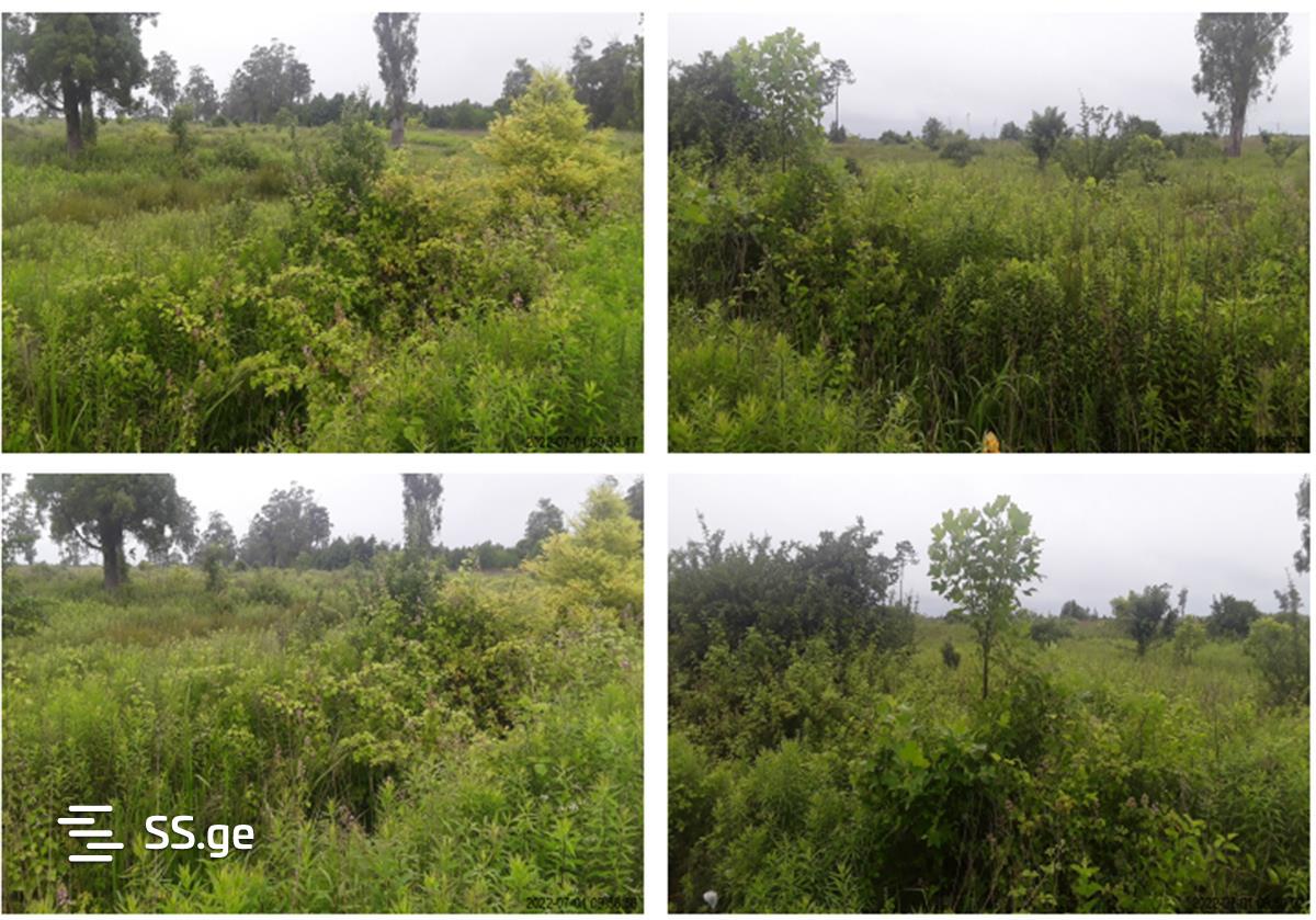 For Sale Sasoplo-Sameurneo Land Plot Ozurgetis Munitsipalitetshi view 4
