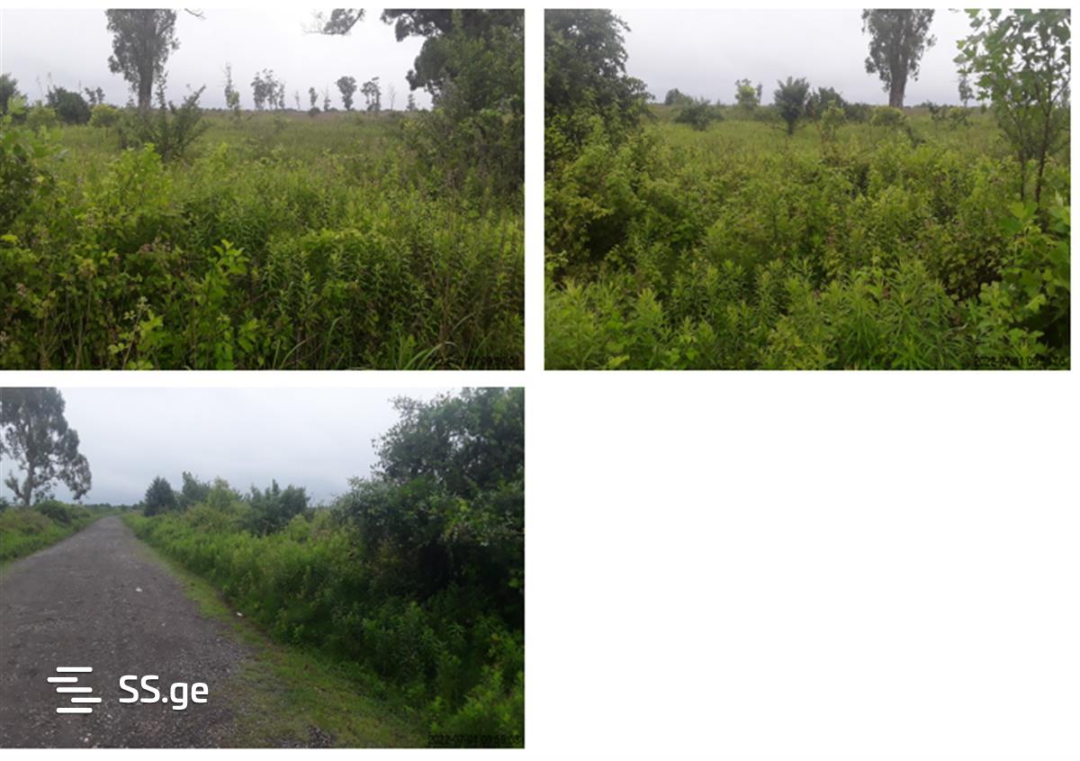 For Sale Sasoplo-Sameurneo Land Plot Ozurgetis Munitsipalitetshi view 3