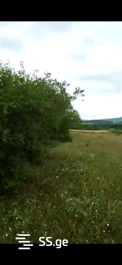 Land For Sale. Bazaleti view 2