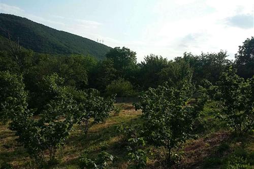 Land For Sale. Dzegvi