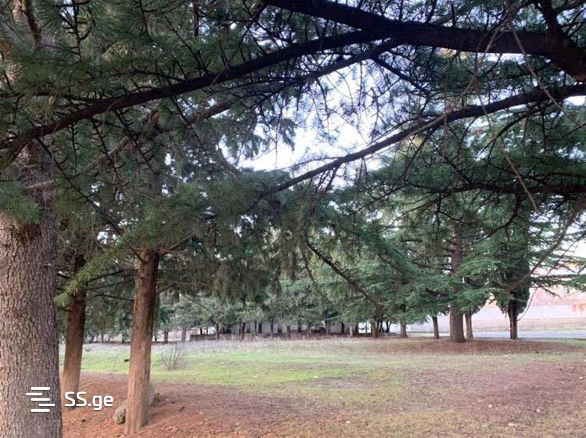 Commercial Real Estate For Sale. Sagarejo view 4