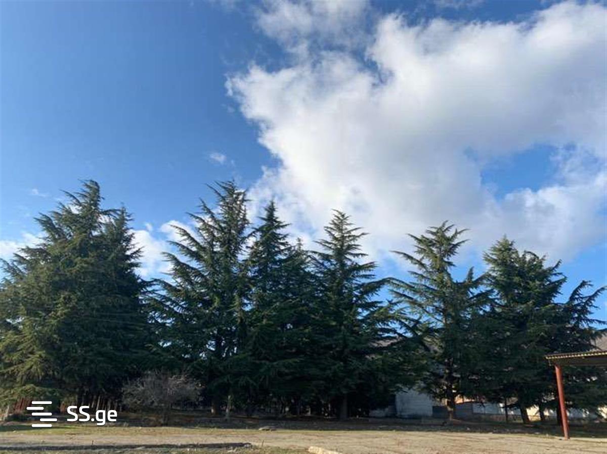 Commercial Real Estate For Sale. Sagarejo view 7