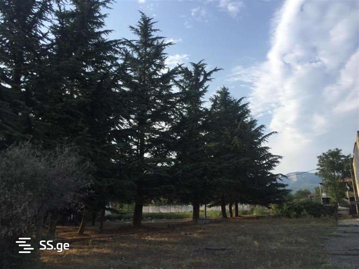 Commercial Real Estate For Sale. Sagarejo view 3