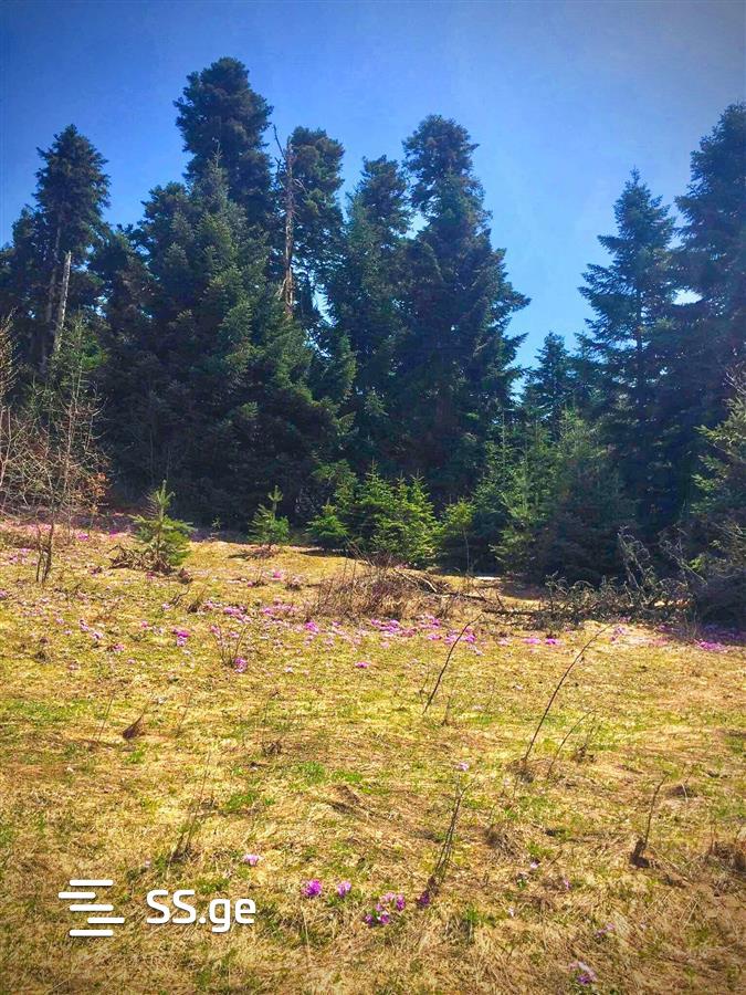 Agricultural Plot For Sale In Ambrolauri view 16