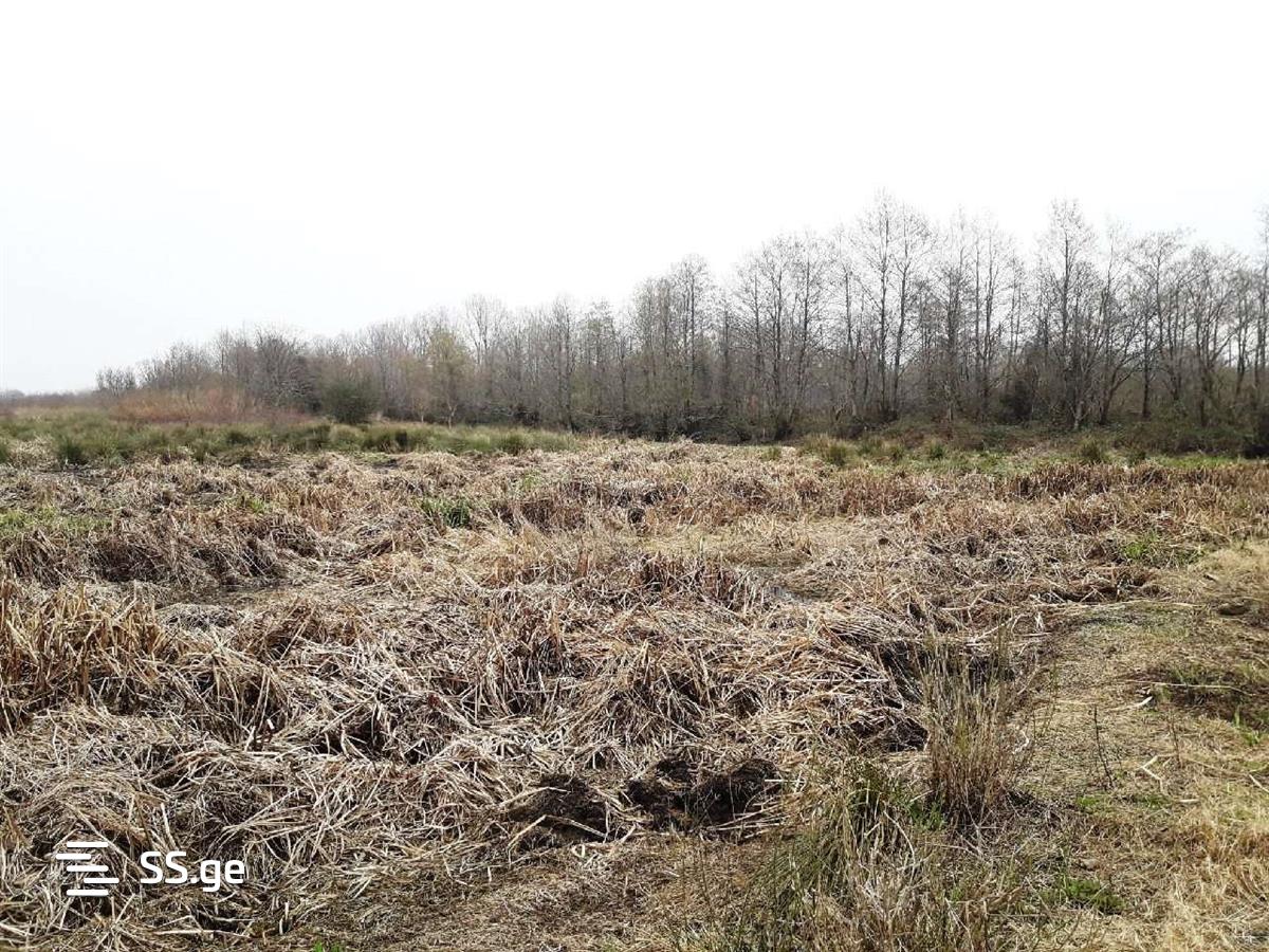 For Sale Sasoplo-Sameurneo Land Plot Ozurgetis Munitsipalitetshi view 20
