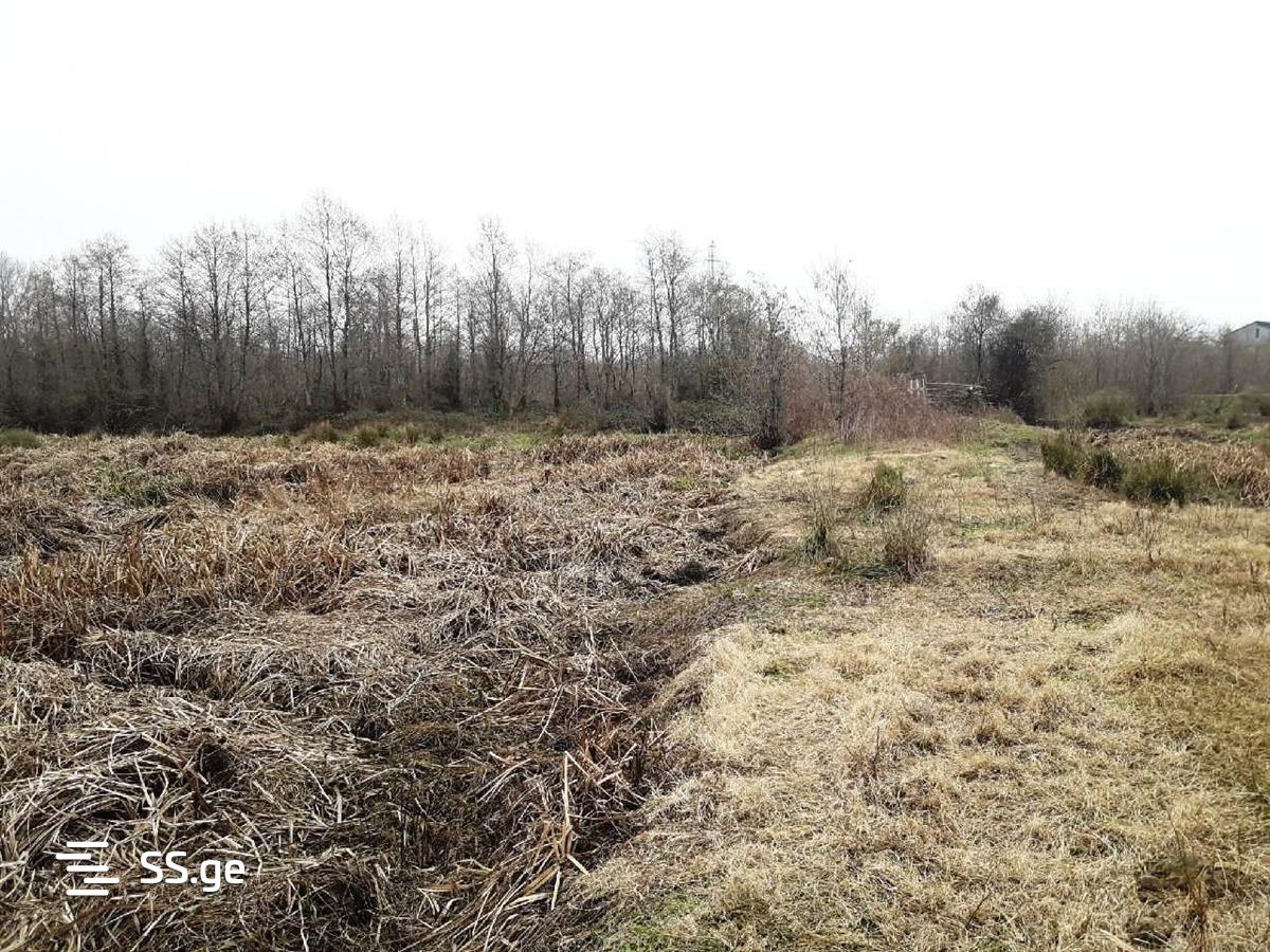 For Sale Sasoplo-Sameurneo Land Plot Ozurgetis Munitsipalitetshi view 19