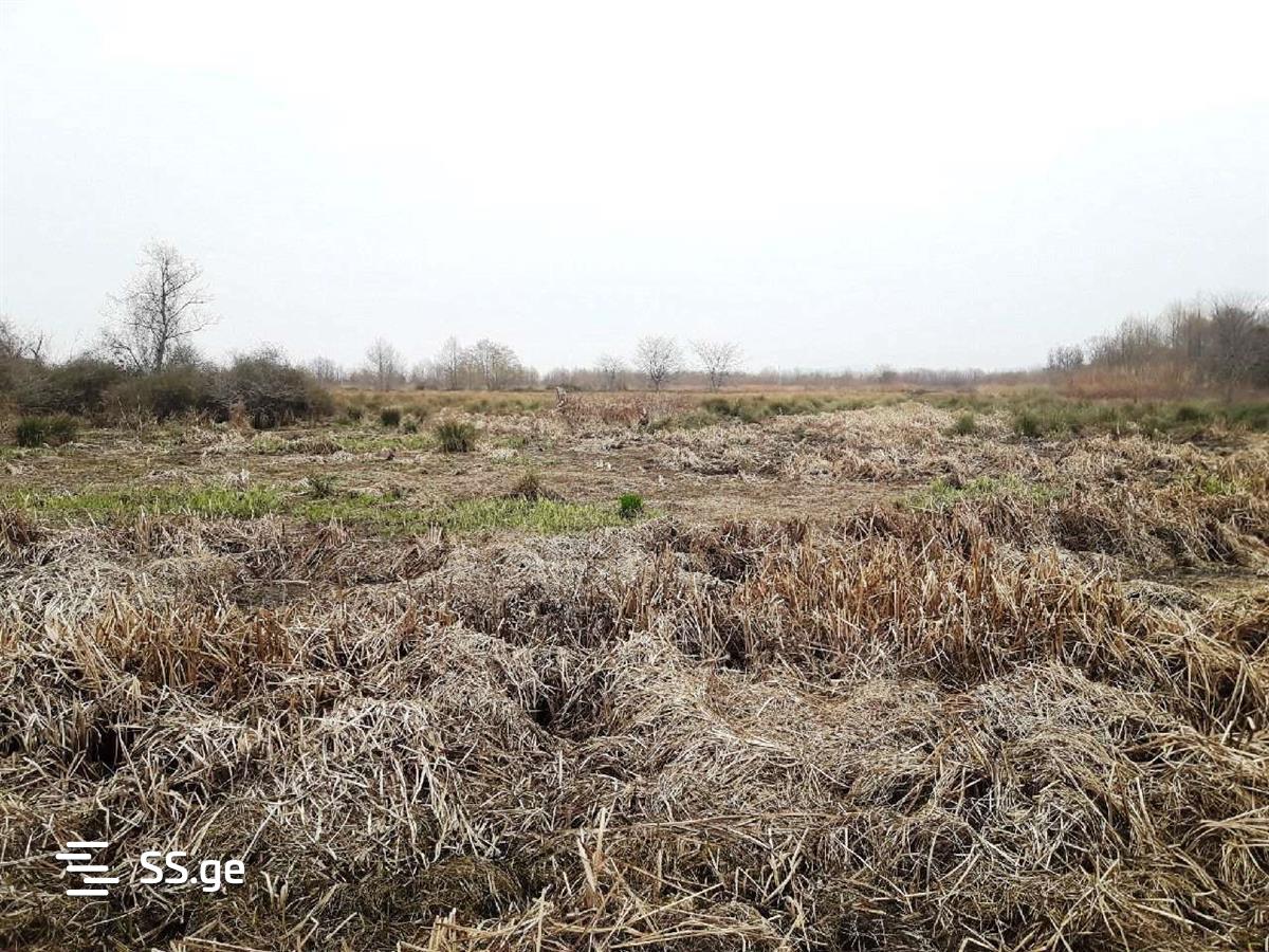 For Sale Sasoplo-Sameurneo Land Plot Ozurgetis Munitsipalitetshi view 16