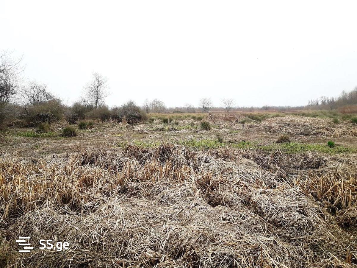 For Sale Sasoplo-Sameurneo Land Plot Ozurgetis Munitsipalitetshi view 17