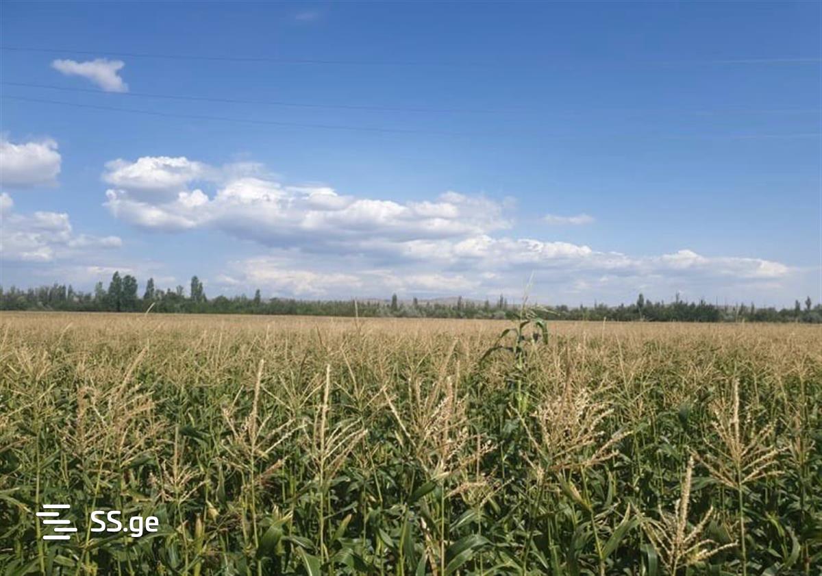 Land For Sale. Gamarjveba view 3