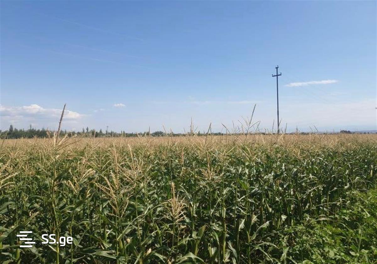 Land For Sale. Gamarjveba view 2