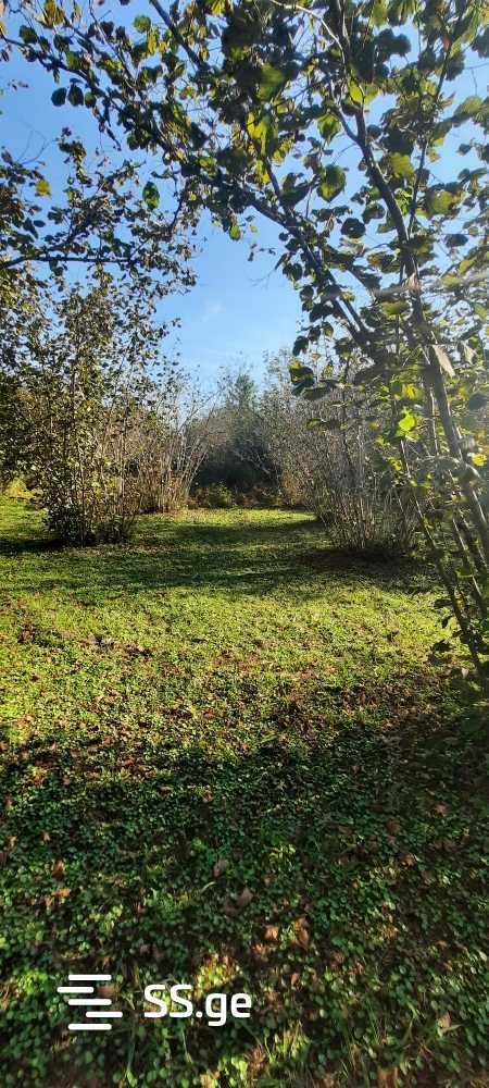 For Sale Sasoplo-Sameurneo Land Plot Zugdidis Munitsipalitetshi view 15