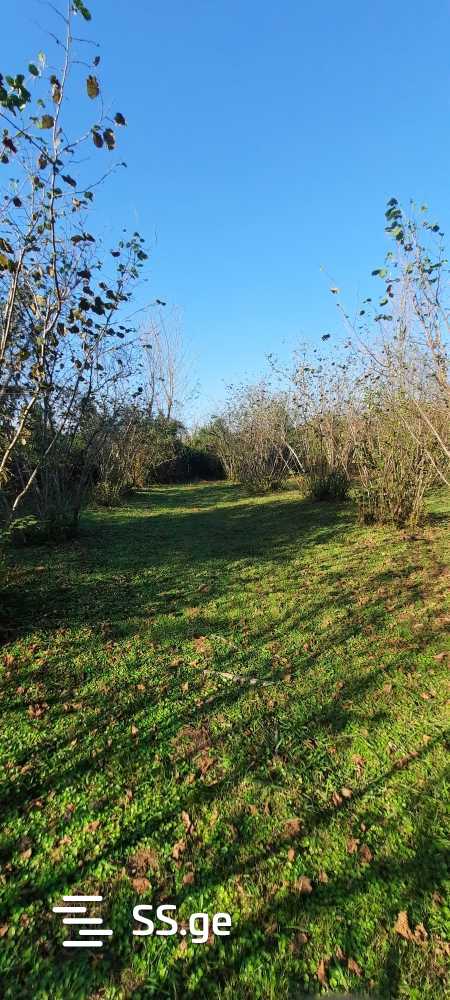 For Sale Sasoplo-Sameurneo Land Plot Zugdidis Munitsipalitetshi view 12