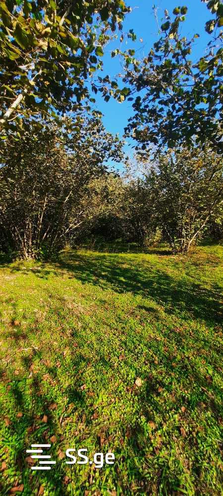 For Sale Sasoplo-Sameurneo Land Plot Zugdidis Munitsipalitetshi view 20