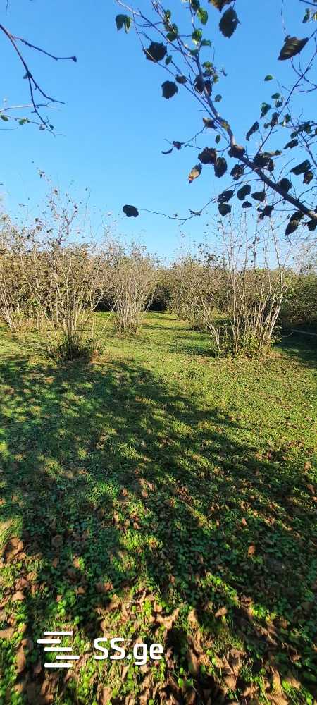 For Sale Sasoplo-Sameurneo Land Plot Zugdidis Munitsipalitetshi view 18