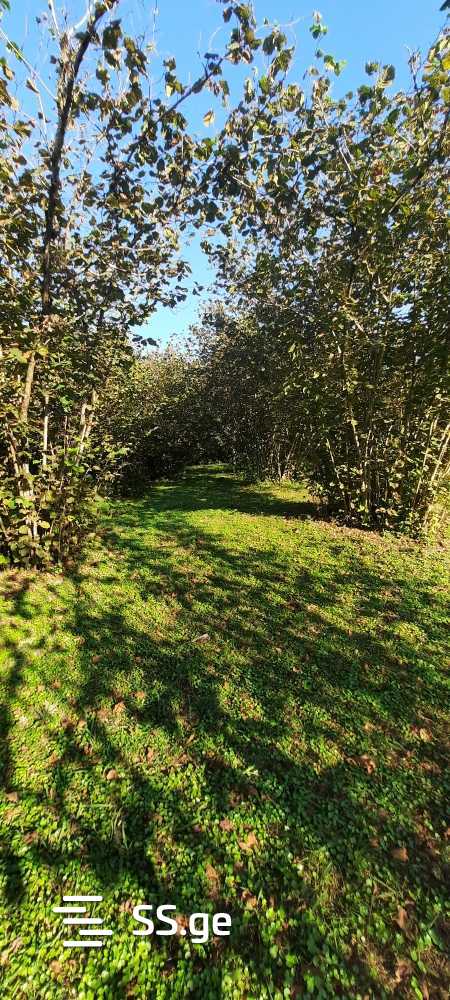 For Sale Sasoplo-Sameurneo Land Plot Zugdidis Munitsipalitetshi view 19