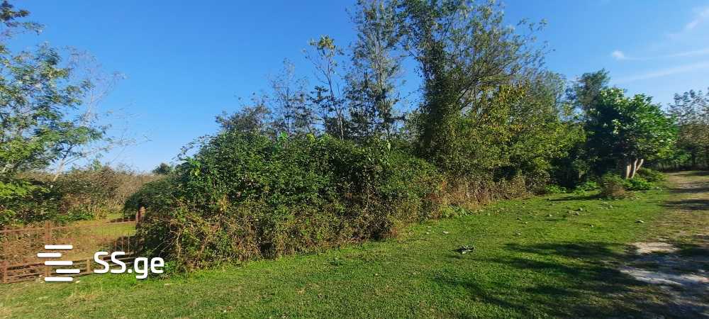 For Sale Sasoplo-Sameurneo Land Plot Zugdidis Munitsipalitetshi view 13