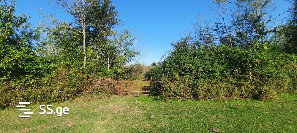 For Sale Sasoplo-Sameurneo Land Plot Zugdidis Munitsipalitetshi view 14