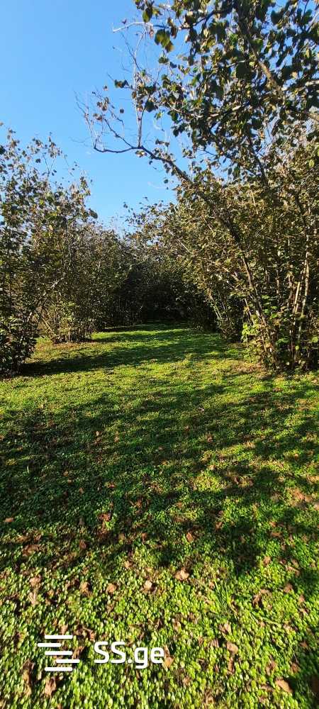 For Sale Sasoplo-Sameurneo Land Plot Zugdidis Munitsipalitetshi view 16