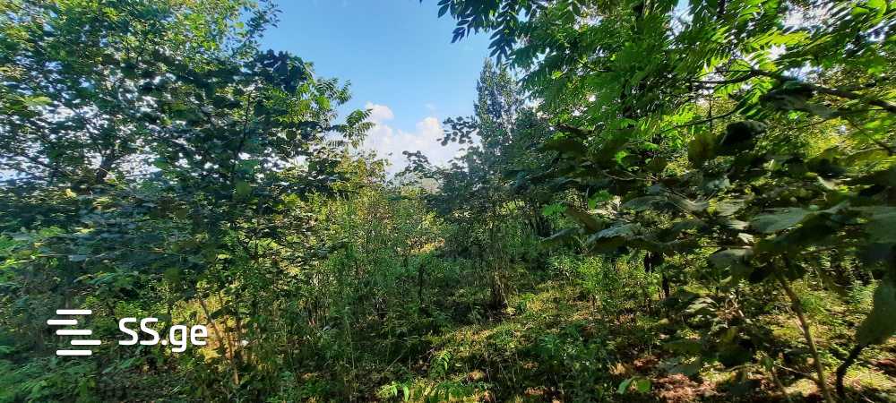 Продажа Земля / участок в Zugdidis Munitsipalitetshi view 13