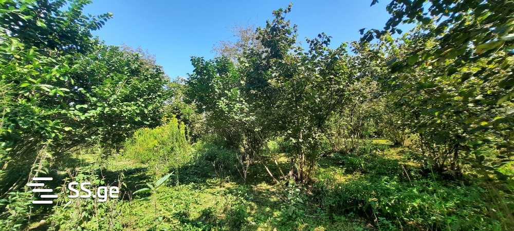 Продажа Земля / участок в Zugdidis Munitsipalitetshi view 9