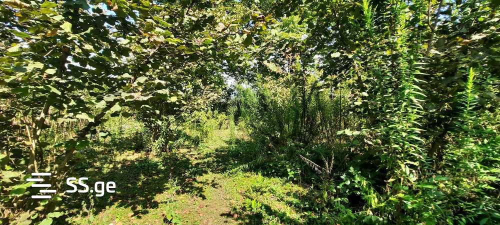 Продажа Земля / участок в Zugdidis Munitsipalitetshi view 12