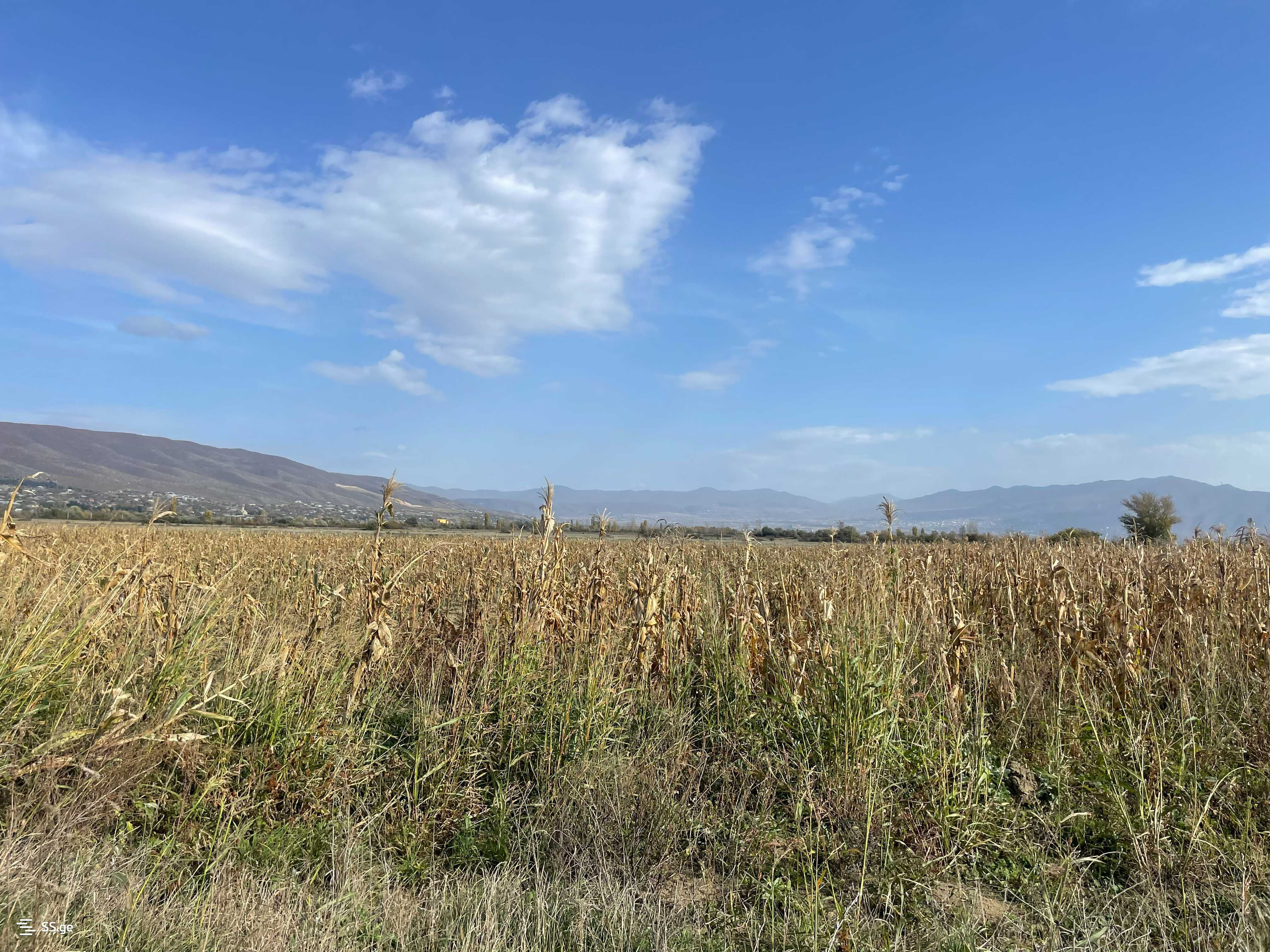 For Sale Sasoplo-Sameurneo Land Plot Mtskhetashi view 9
