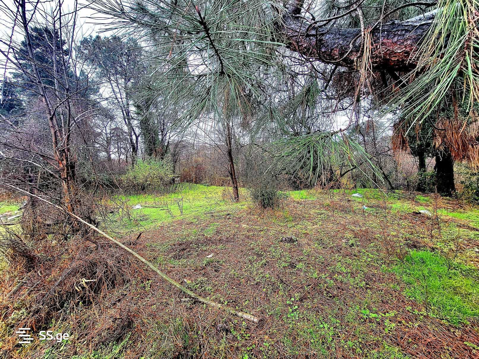 For Sale Sasoplo-Sameurneo Land Plot Ozurgetis Munitsipalitetshi view 19