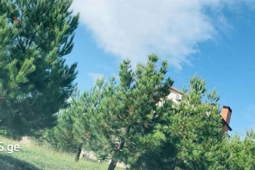 https://static.ss.ge/20240215/16_a718cc10-5505-42ff-a3b6-154c91c93bf3_Thumb.jpg