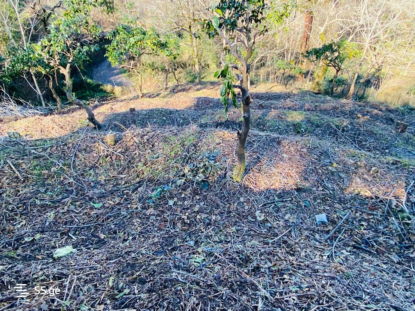 Land For Sale. Makhindjauri view 4