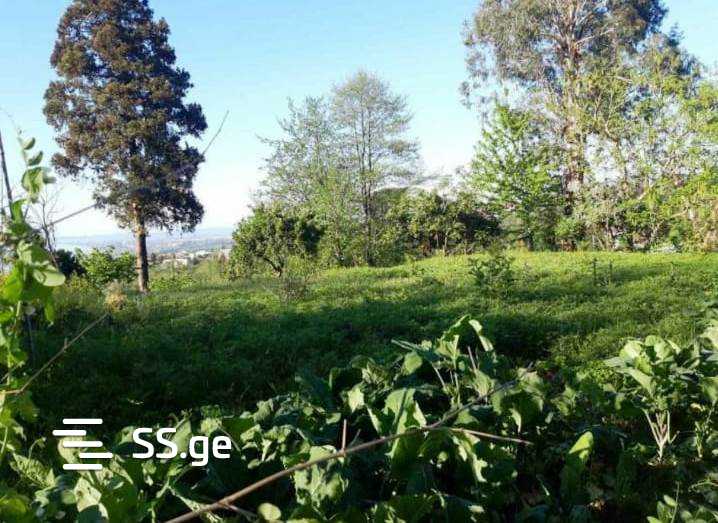 Agricultural Plot For Sale In Tsikhisdziri, In Kobuleti Municipality view 12