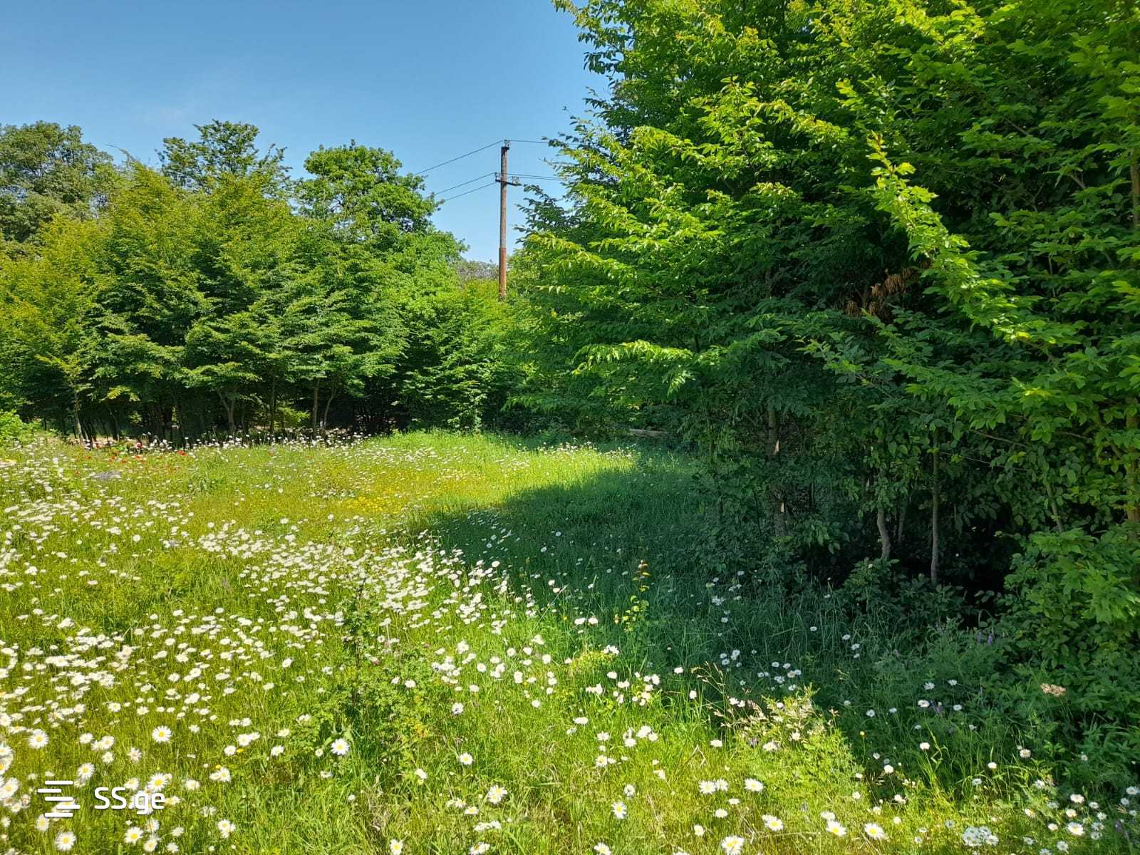 Land For Sale. Betania view 8