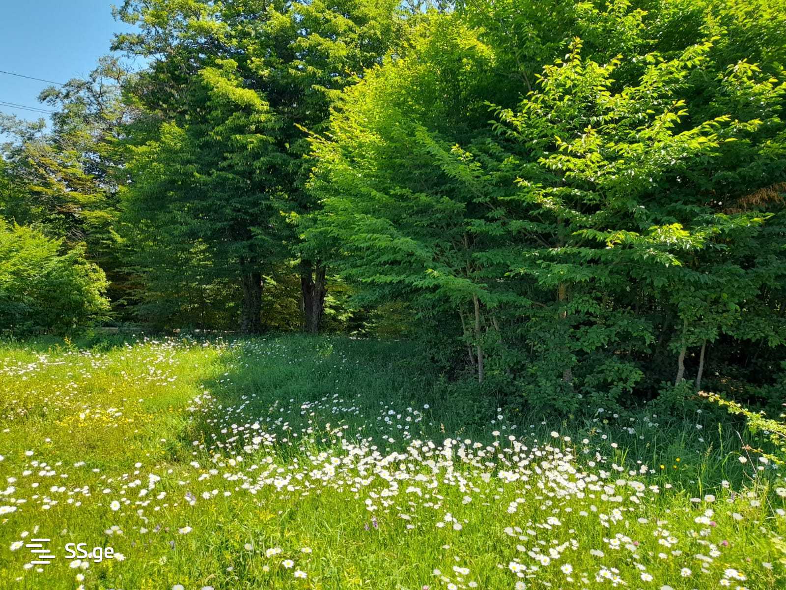 Land For Sale. Betania view 2