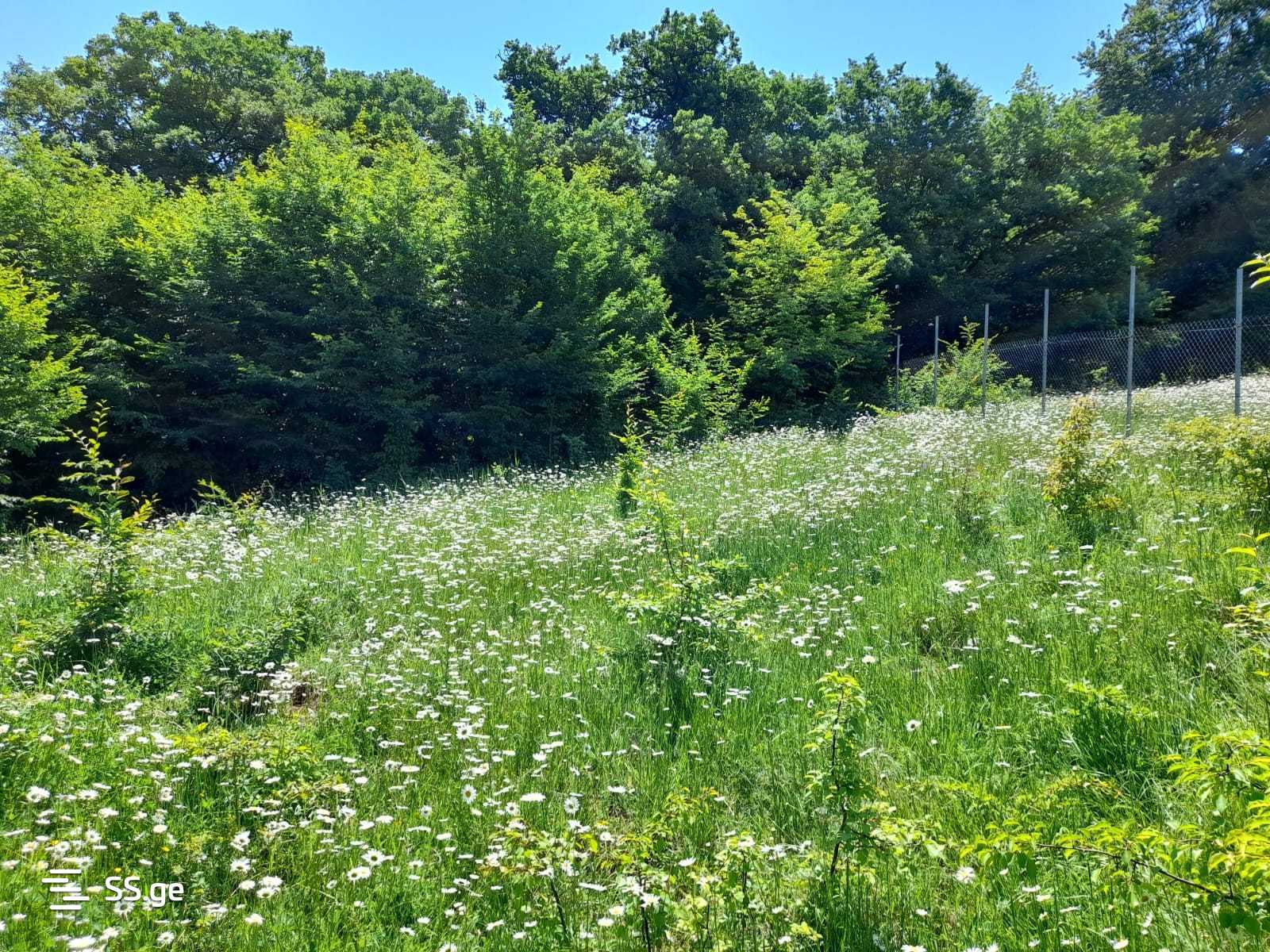 Land For Sale. Betania view 1