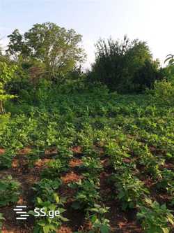 Land For Sale. Dzalisi