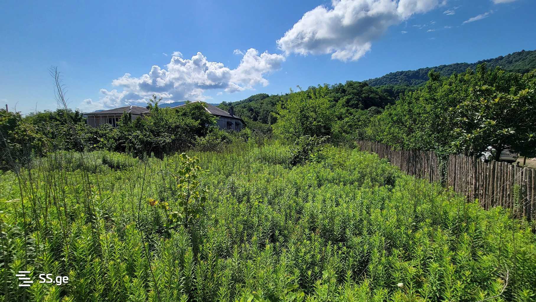 Land For Sale. Kvemo Shukhuti, 6000 29616265 ss.ge