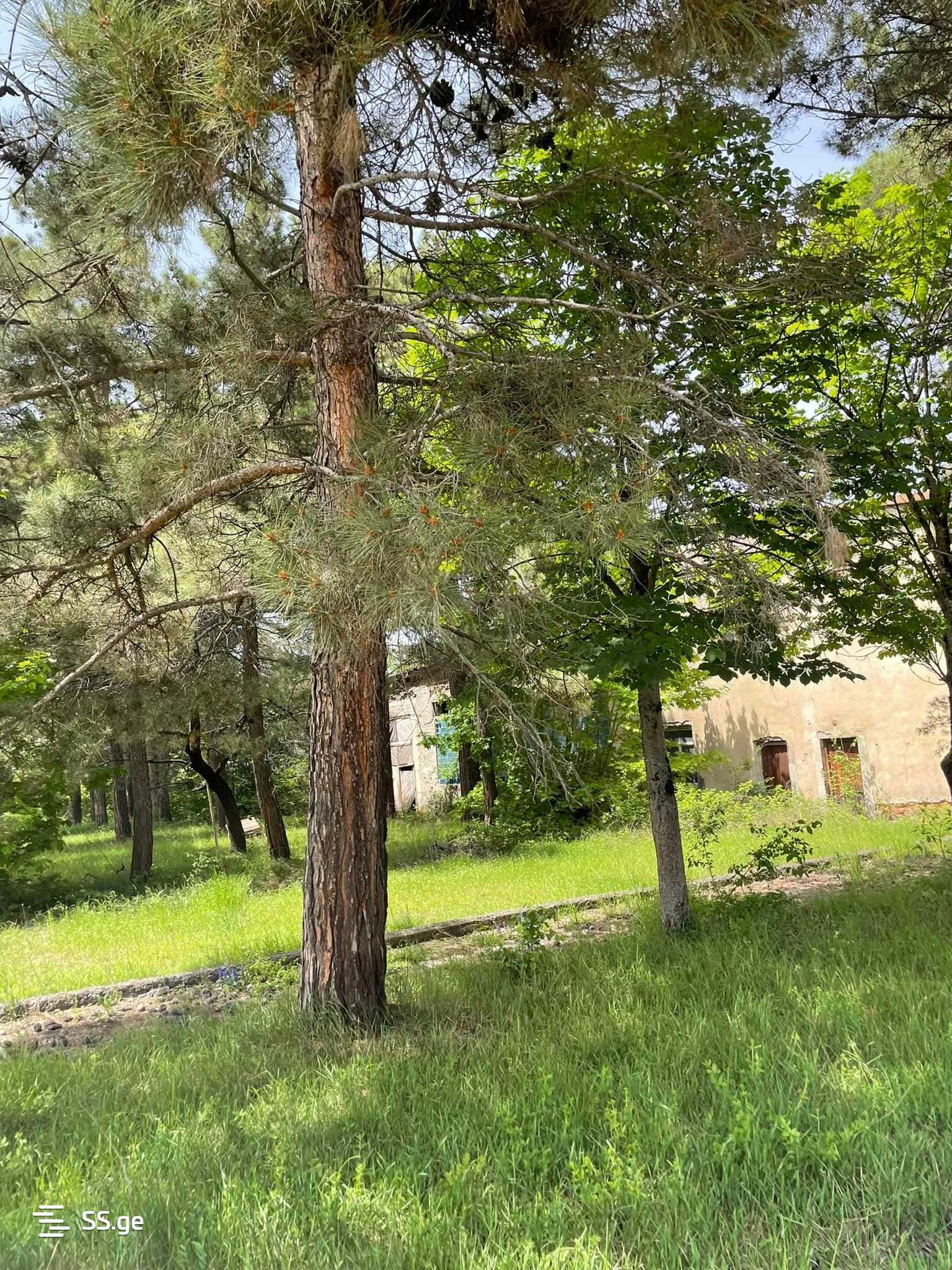 Продажа Store-Industrial Property в Телави, 11 of 12