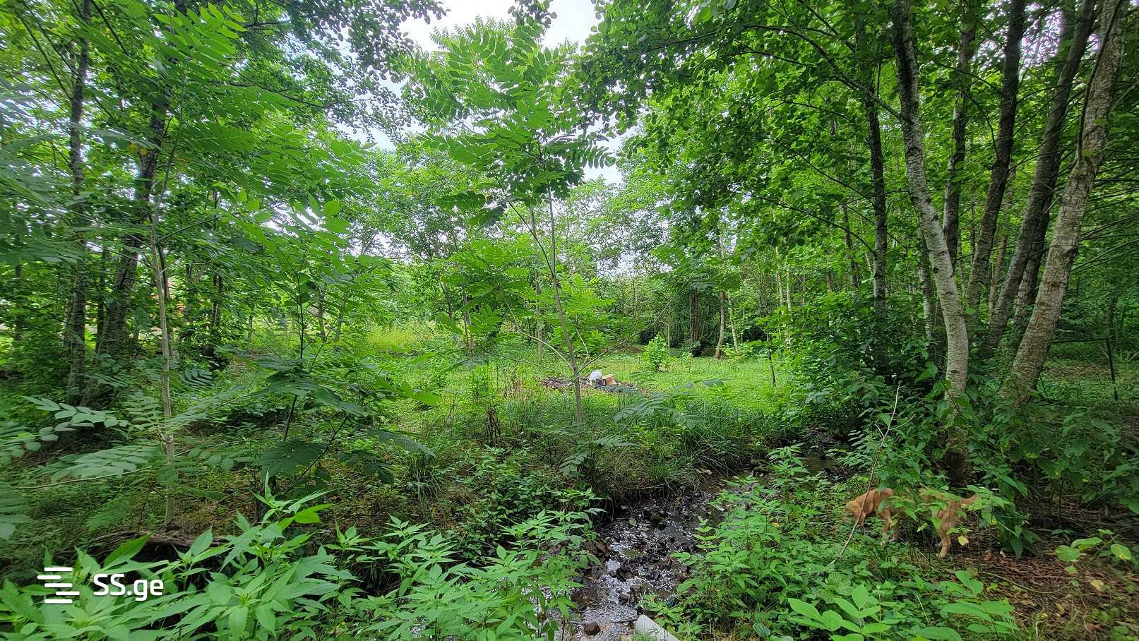 For Sale Sasoplo-Sameurneo Land Plot Ozurgetis Munitsipalitetshi view 14