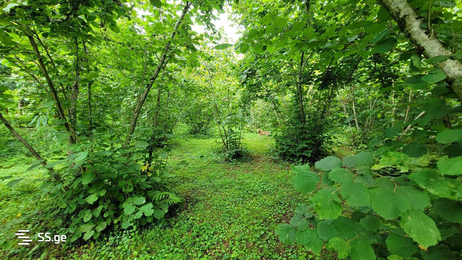 For Sale Sasoplo-Sameurneo Land Plot Ozurgetis Munitsipalitetshi view 13