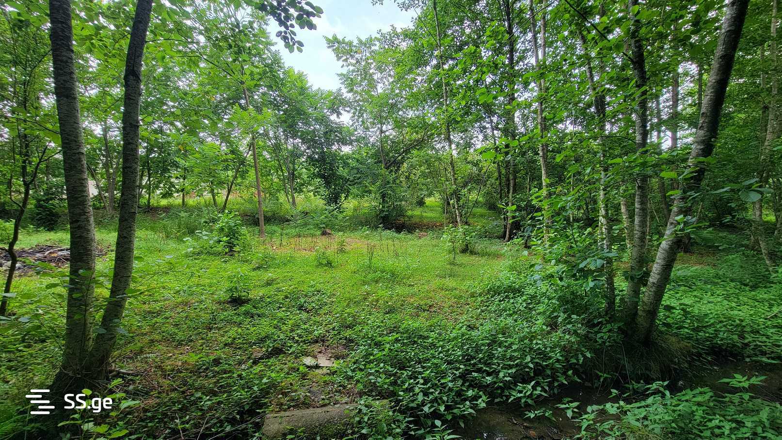 For Sale Sasoplo-Sameurneo Land Plot Ozurgetis Munitsipalitetshi view 8