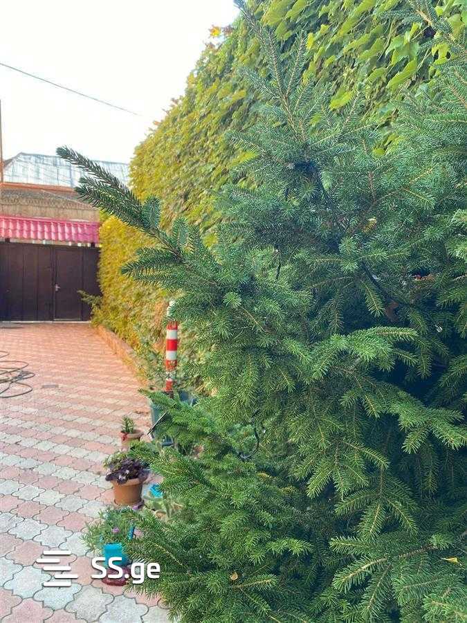 6 Room Private House For Rent. Chugureti view 10