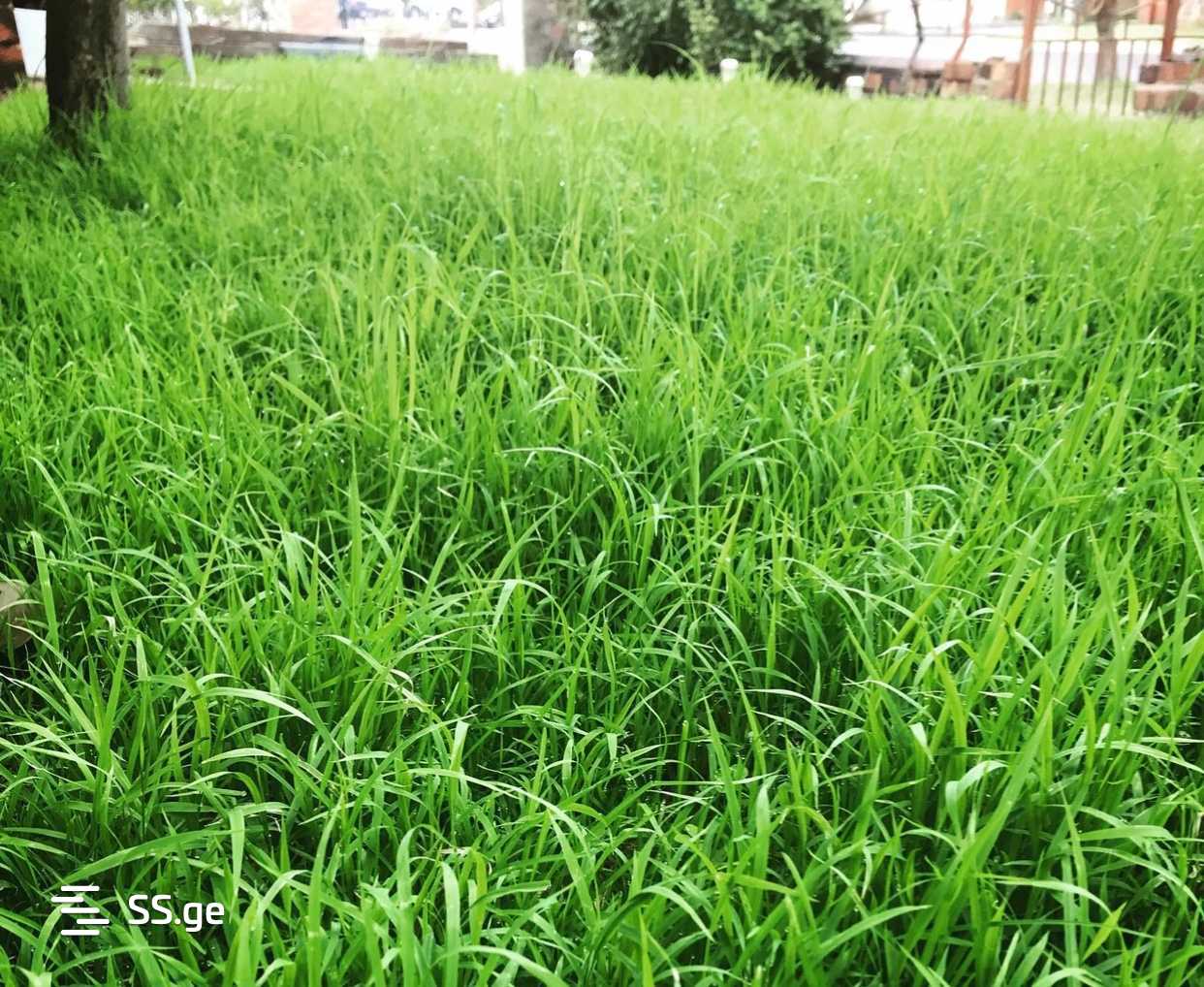 Land For Sale. Mukhiani , 500000 29953928 ss.ge Free ads