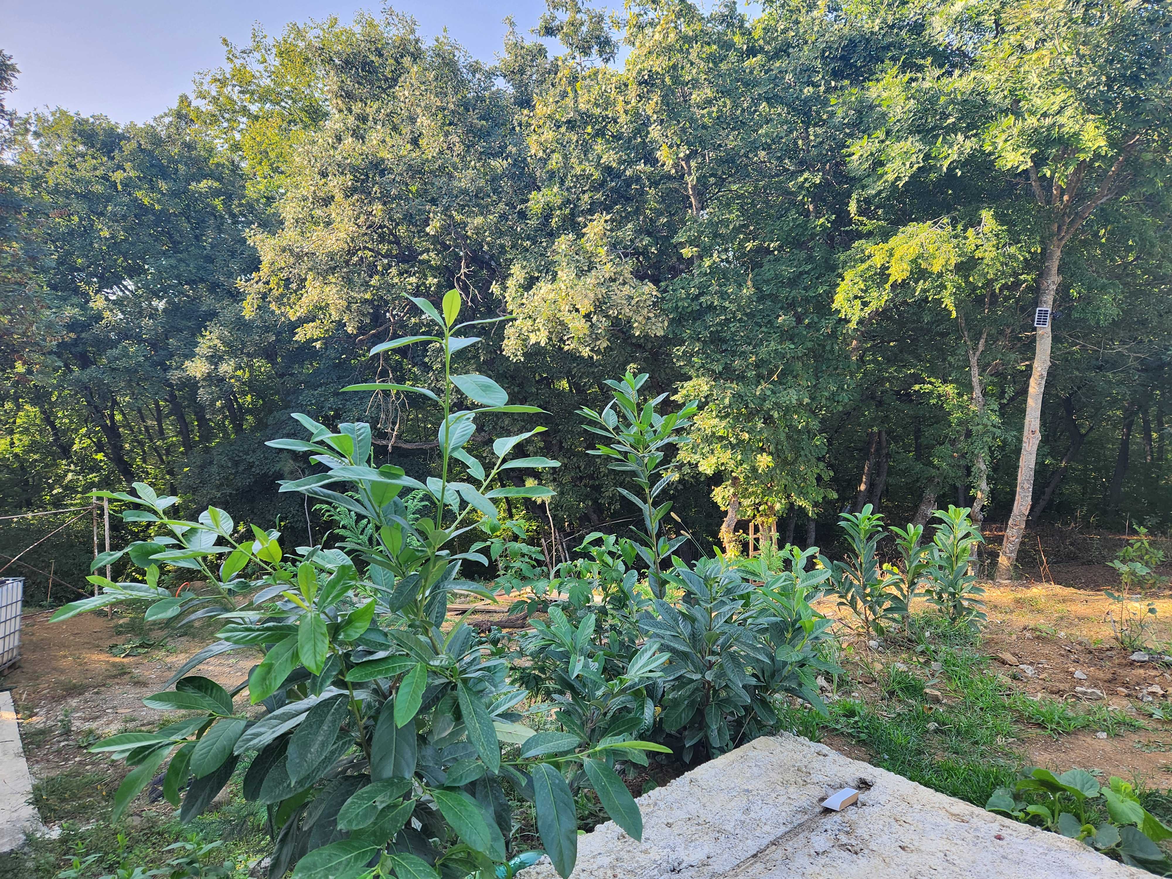 8 Room Summer Cottage For Rent. Kojori view 5