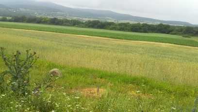იყიდება მიწა ბაზალეტიში view 2