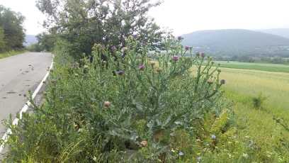იყიდება მიწა ბაზალეტიში view 3