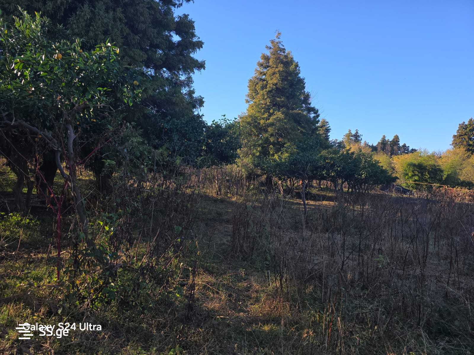 Land For Sale. Akhalsopeli view 7