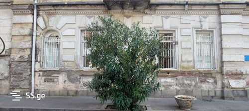 https://static.ss.ge/20250116/9_c35acffb-8540-4f31-acee-2e14c79e226e_Thumb.jpg